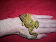 blonde toad