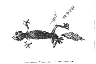 U. malama preserved