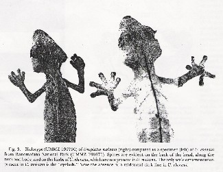 U. ebenaui vs U. malama