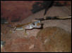 Female P. rangei