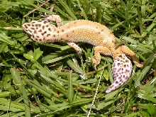 Female Hypo Tang #2