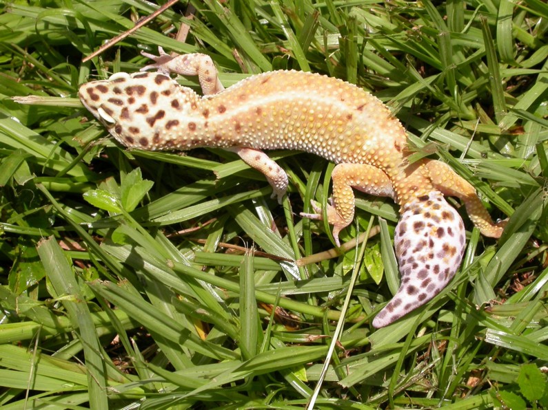 Female Hypo Tang #2