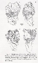 Hemipenis morphology - U. ebenaui vs U. malama