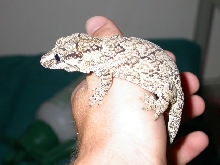 Rhacodactylus auriculatus