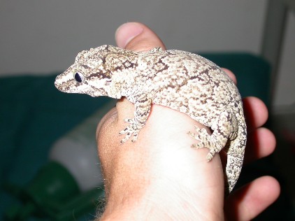 Rhacodactylus auriculatus