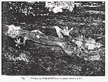 U. malama Holotype in Life