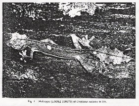 U. malama Holotype in Life