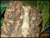 U. sikorae
