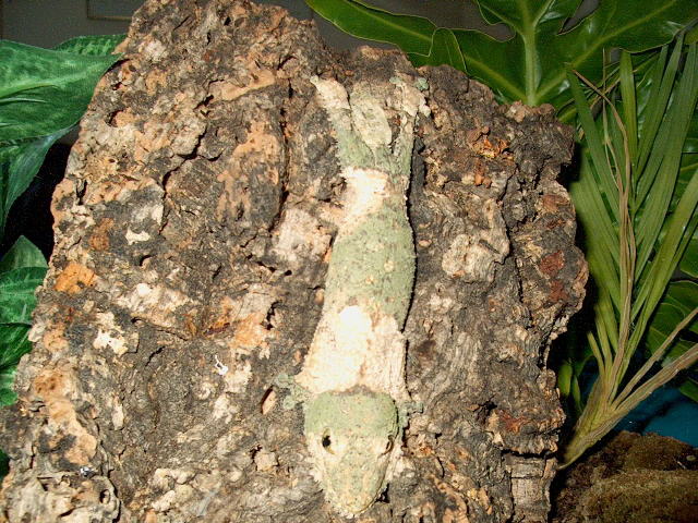 U. sikorae