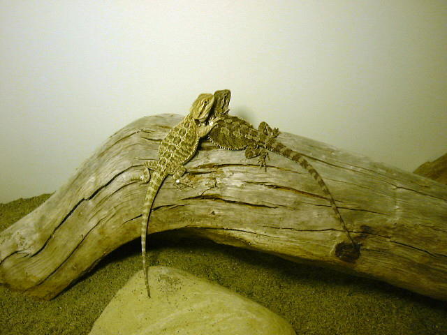 Peanut&Punkin