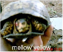 box turtle