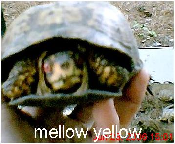 box turtle