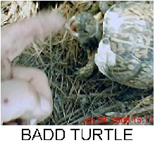 box turtle