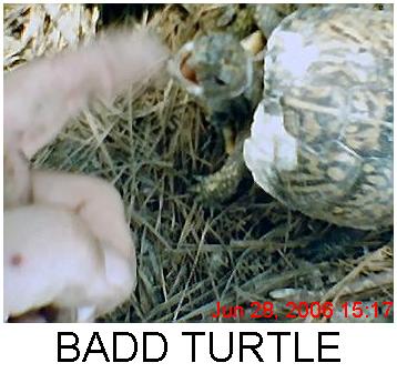box turtle