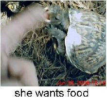 box turtle