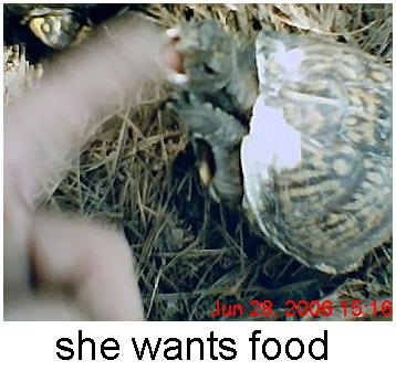 box turtle