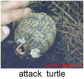box turtle