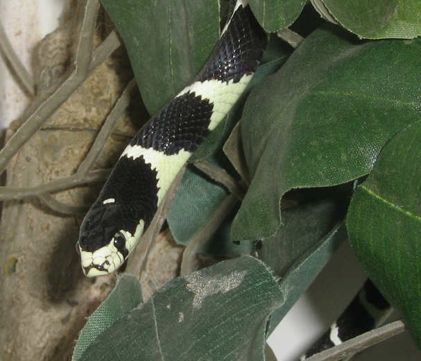 Close-up shot