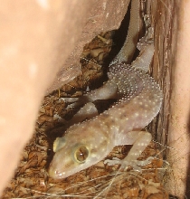 Gecko outside my house