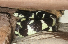 Another pic