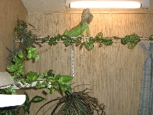 Coated wire shelves for Iguana