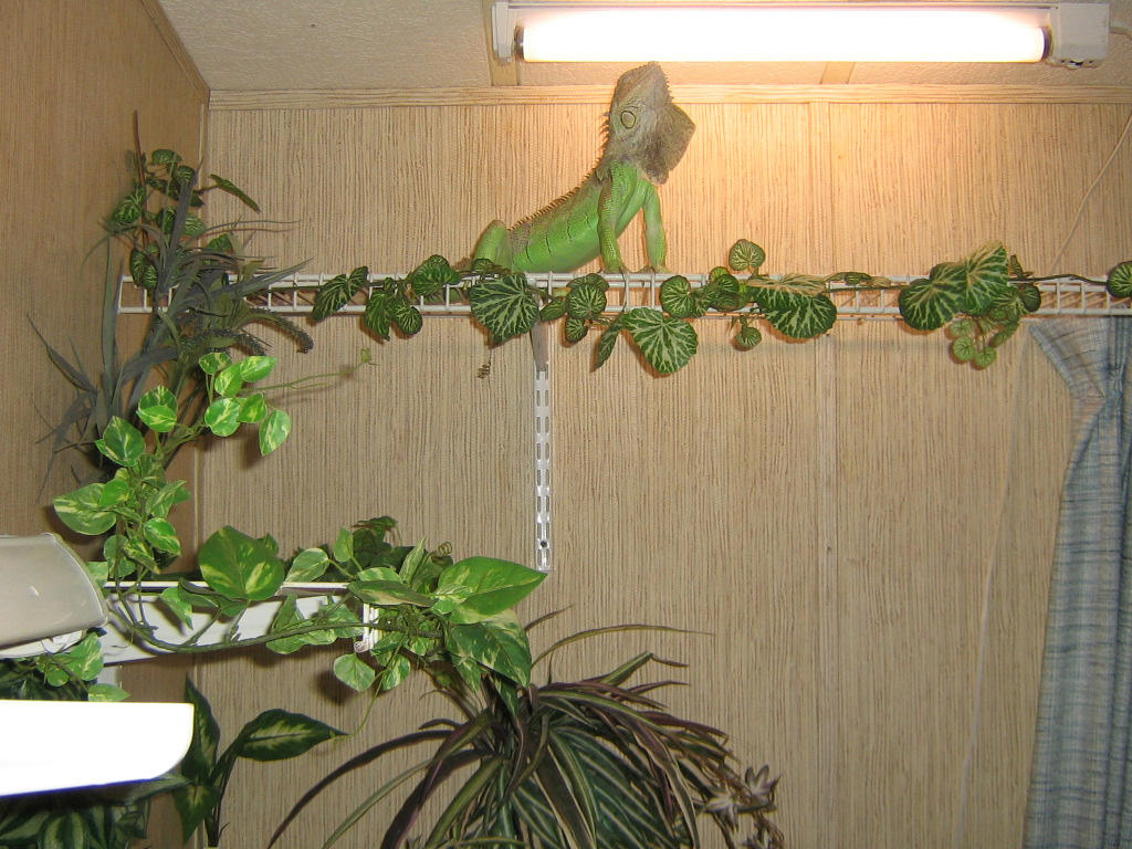 Coated wire shelves for Iguana