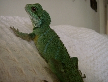 Norbert