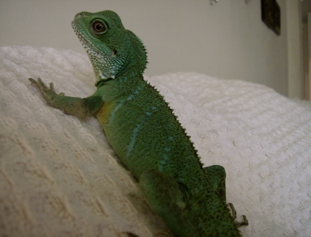 Norbert