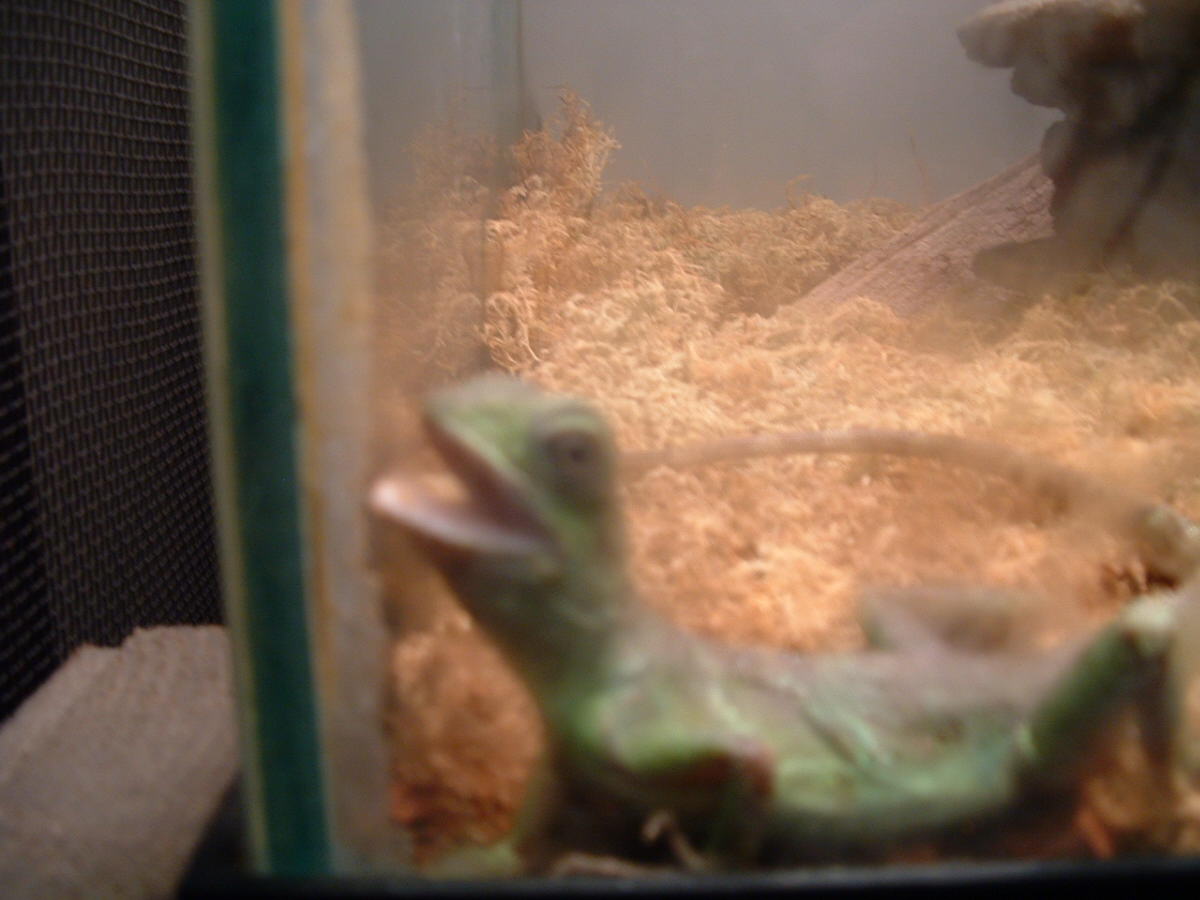I will eat you