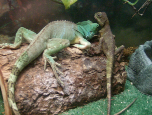Norbert and Frog together for the first time