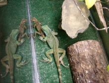 Norbert and Frog together 8/07