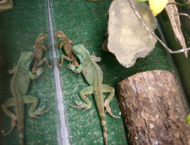 Norbert and Frog together 8/07