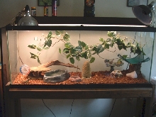 Norbert's home