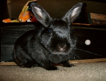 Pretty Bunny