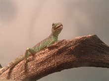 Norbert