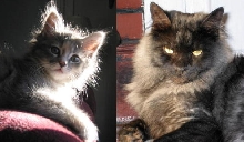 My Kitts