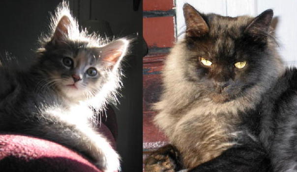 My Kitts