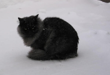 Snow Kitty