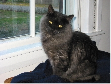 Kitty at One