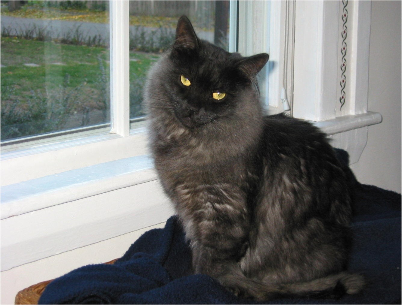 Kitty at One