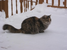 Snow Lily