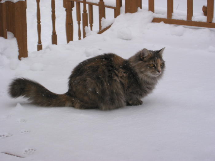 Snow Lily