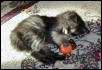 Kitty playing at 7 weeks