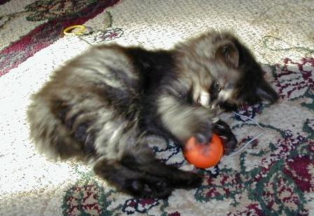 Kitty playing at 7 weeks
