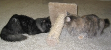 Standoff