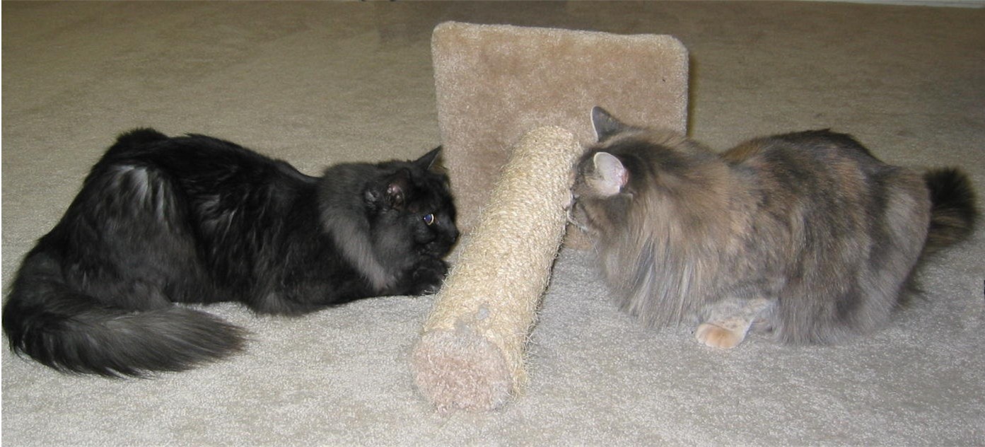 Standoff