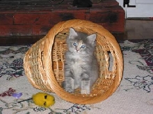 Lilly Kay in a Basket
