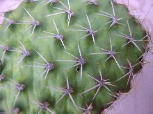 Opuntia before burn