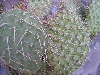 Opuntia sp.