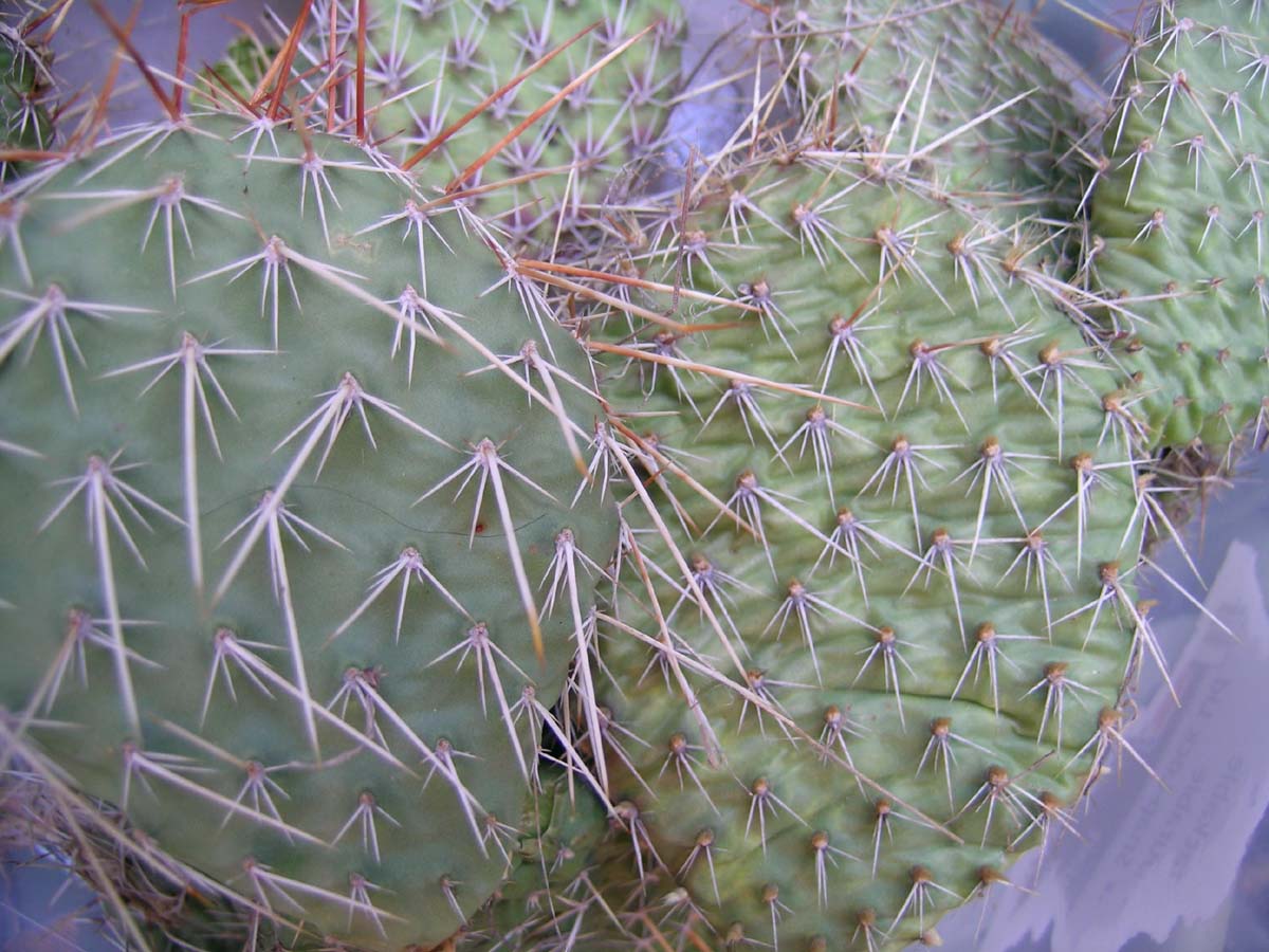Opuntia sp.